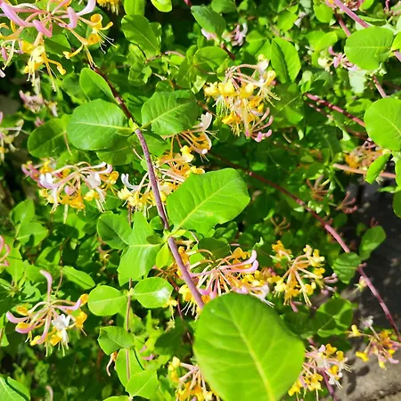 Apartment ,,aurora,, Wilna