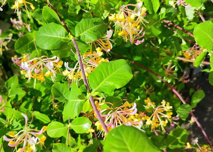 公寓 ,,aurora,, 维尔纽斯