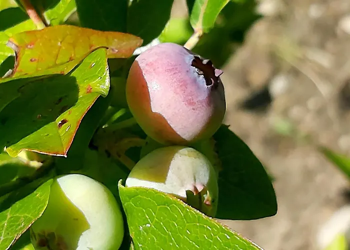 ,,aurora,, ヴィリニュス