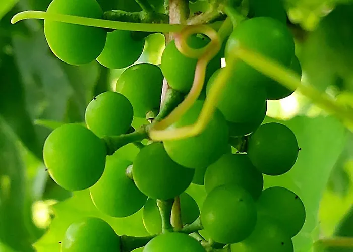 ,,aurora,, * Vilnius